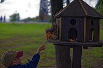A young child wearing a cap is extending their arm to feed a squirrel perched on a wooden birdhouse. The setting is outdoors, with green grass and trees in the background, and the scene conveys a sense of interaction with nature.