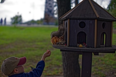 A young child wearing a cap is extending their arm to feed a squirrel perched on a wooden birdhouse. The setting is outdoors, with green grass and trees in the background, and the scene conveys a sense of interaction with nature.