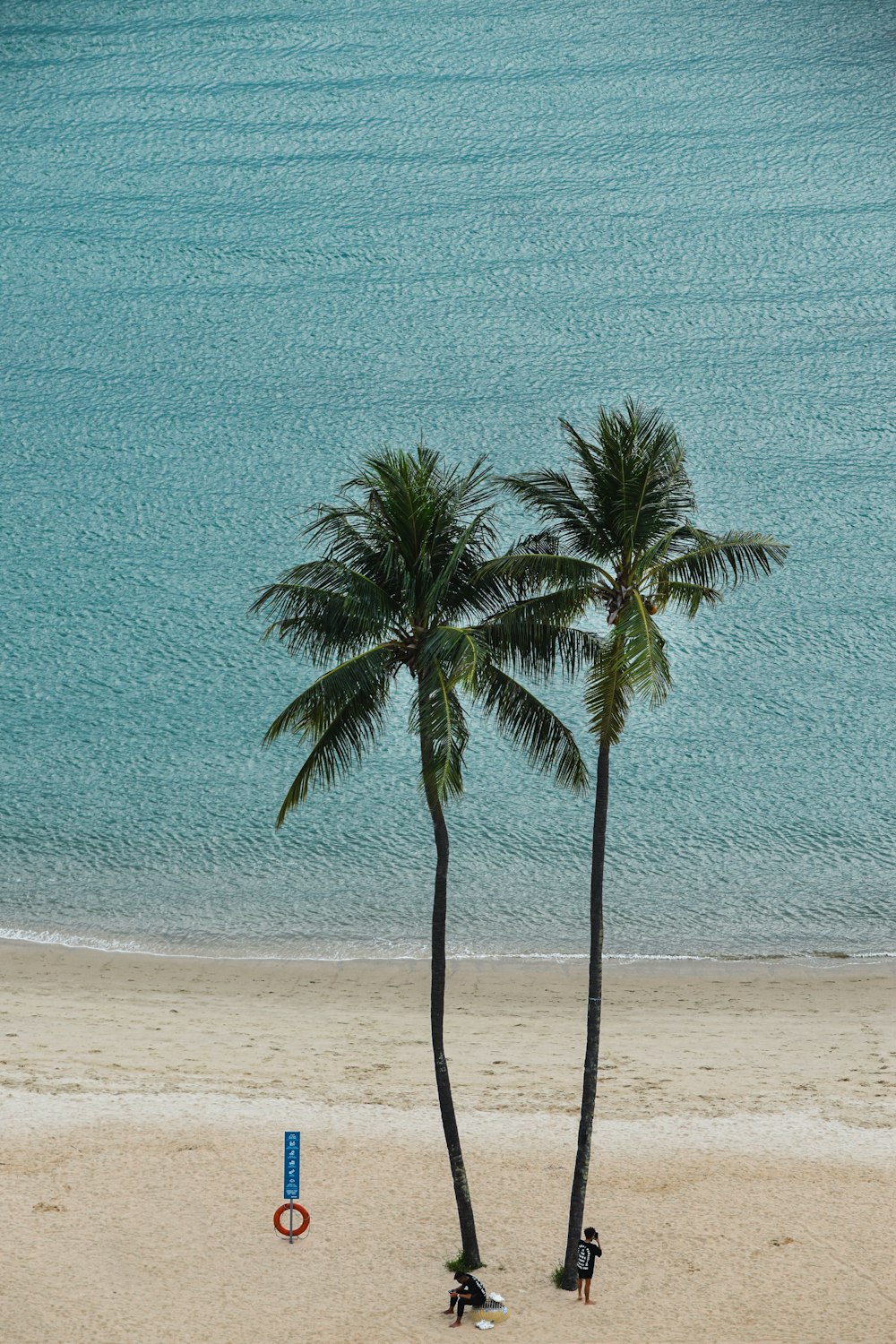 Un couple de palmiers assis au sommet d’une plage de sable