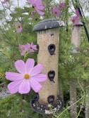 A bird feeder filled with seeds hangs amidst green foliage and blooming pink cosmos flowers. The feeder has a cylindrical shape with several small perches, and a large pink flower prominently appears in the foreground.