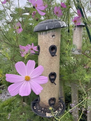 A bird feeder filled with seeds hangs amidst green foliage and blooming pink cosmos flowers. The feeder has a cylindrical shape with several small perches, and a large pink flower prominently appears in the foreground.