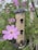A bird feeder filled with seeds hangs amidst green foliage and blooming pink cosmos flowers. The feeder has a cylindrical shape with several small perches, and a large pink flower prominently appears in the foreground.