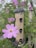 A bird feeder filled with seeds hangs amidst green foliage and blooming pink cosmos flowers. The feeder has a cylindrical shape with several small perches, and a large pink flower prominently appears in the foreground.