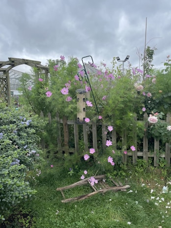 A wooden fence adorned with vibrant pink flowers stands amid a lush green garden. A bird feeder is attached to the fence, surrounded by foliage and blossoms. Blue and pink flowers grow in abundance, while an overcast sky looms above. A wooden trellis and a broken ladder rest near the fence.