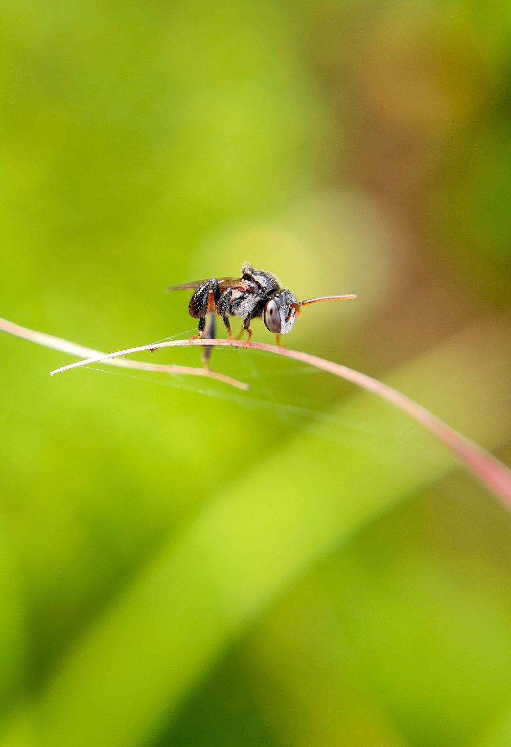 a bee sitting on top of a green leaf