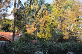 A lush garden with various trees and plants surrounds a red-tiled roof house. Tall bananas or fan palm trees are prominently visible. Yellow flowers bloom amidst the greenery. Multiple black utility wires are seen crossing the scene, adding a man-made element to the natural setting.