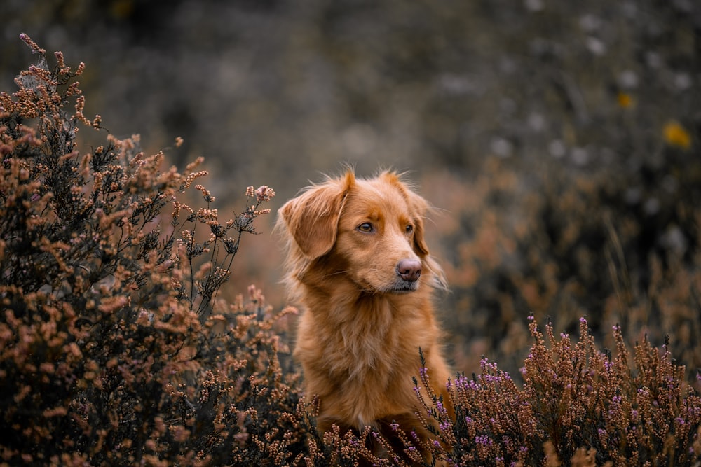 a brown dog sitting in a field of purple flowers