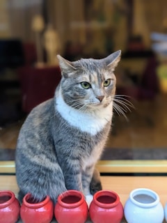 A content cat sitting quietly on a windowsill, looking relaxed and attentive.
