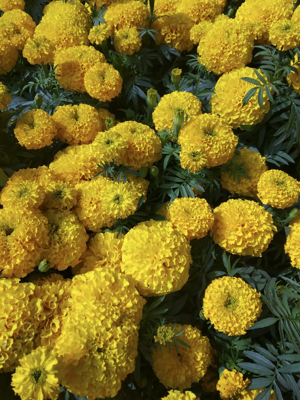 a bunch of yellow flowers with green leaves