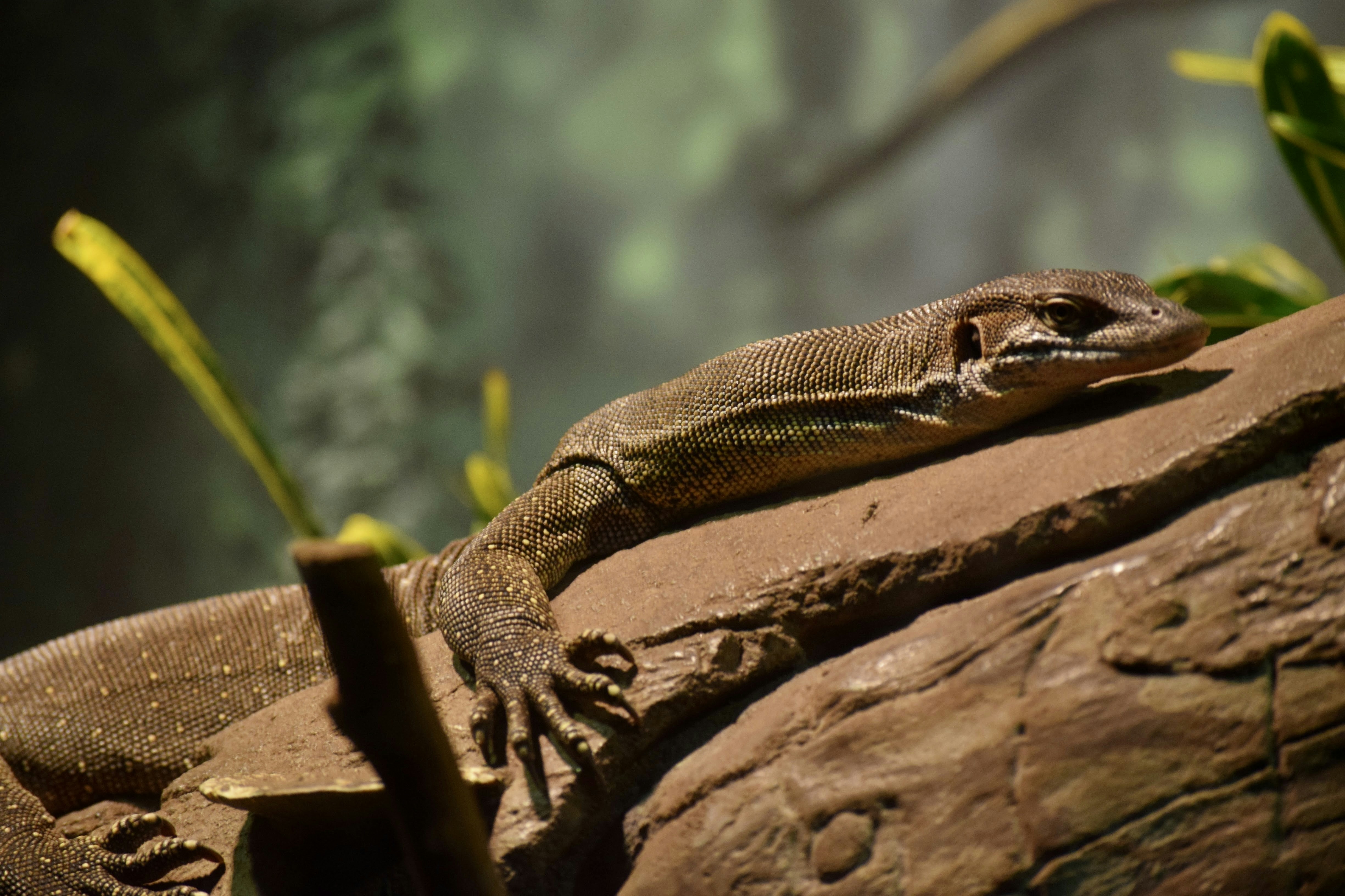 Shot from the reptile area in Philadelphia Zoo.