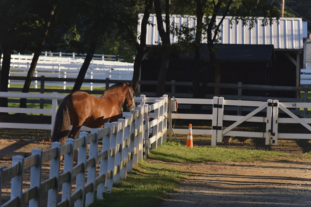 a brown horse standing on top of a lush green field