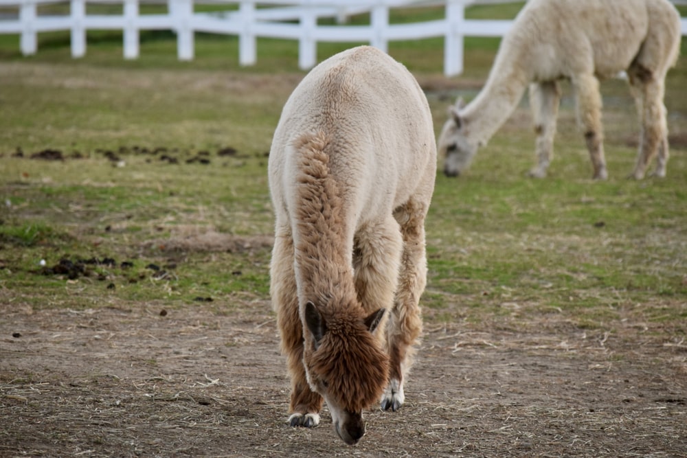 ein paar Tiere, die im Dreck stehen