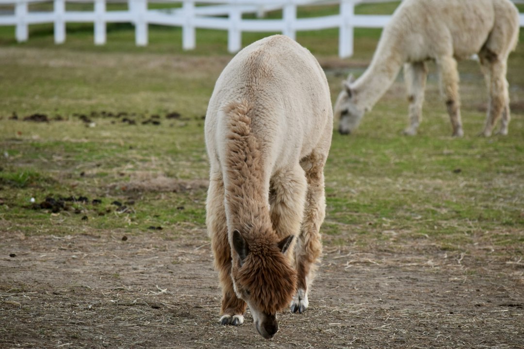 a couple of animals that are standing in the dirt, Alpaca again at Carousel Park in Delaware.