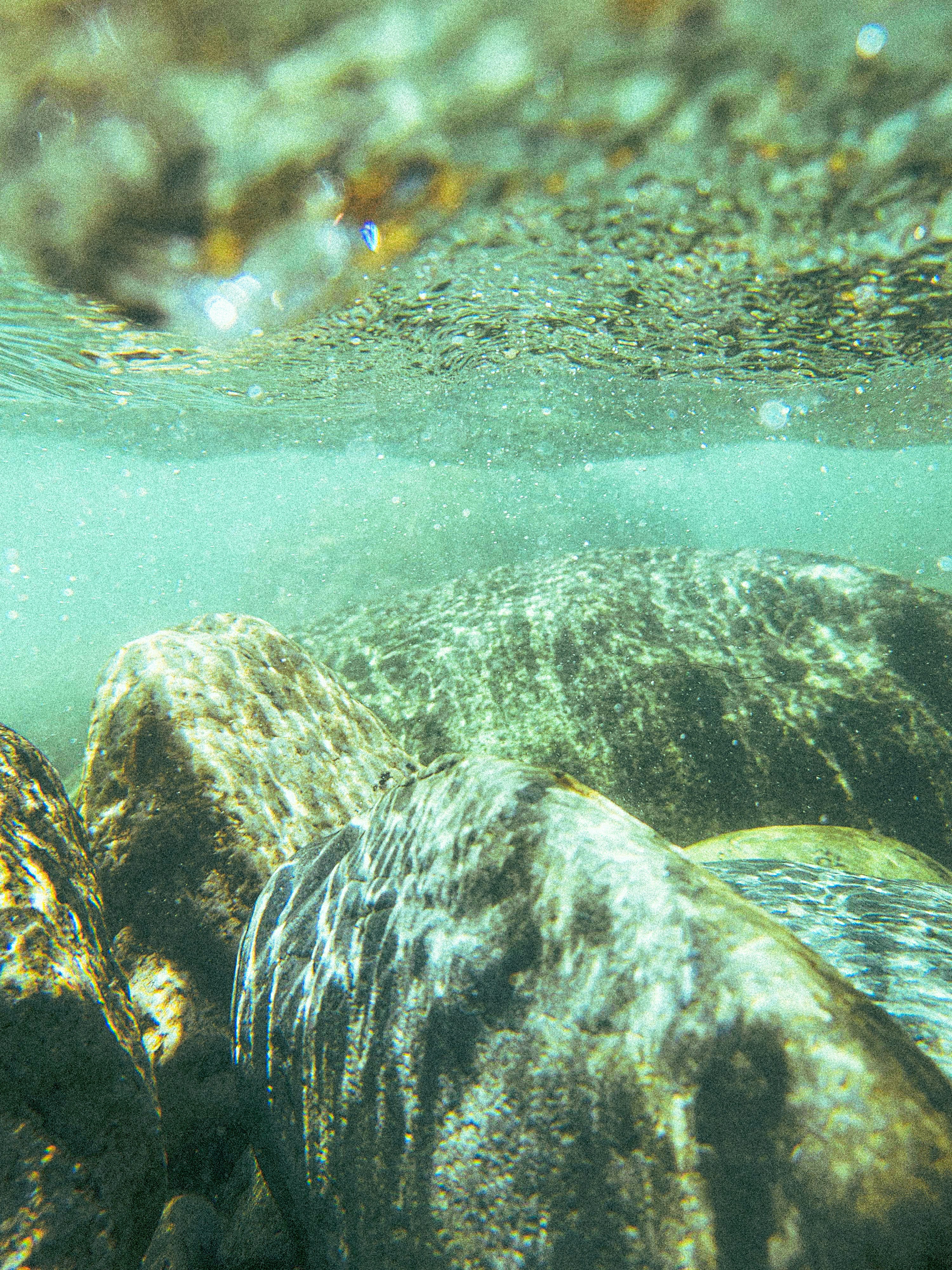 An underwater view of rocks under water photo – Free Animal Image on ...