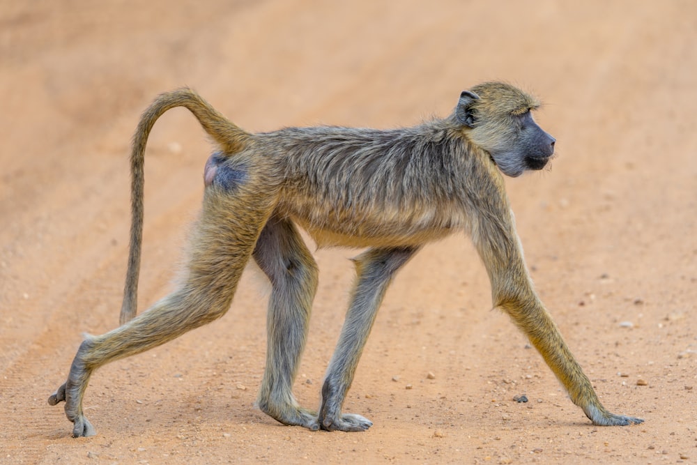 a small monkey walking across a dirt road