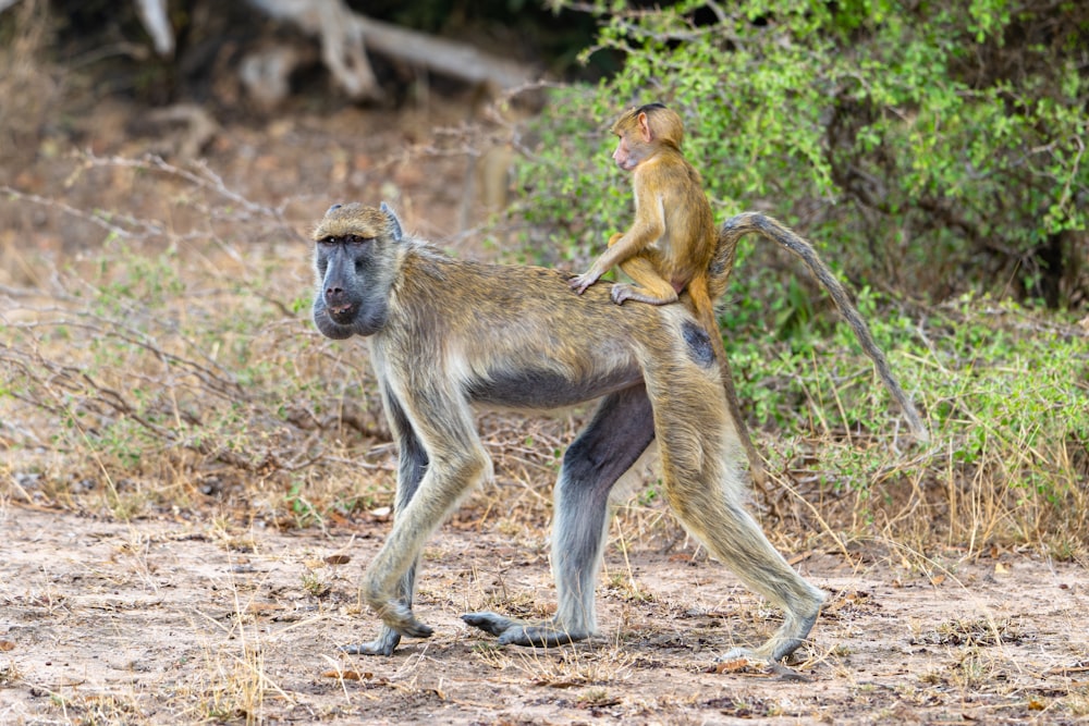 a monkey sitting on the back of a monkey