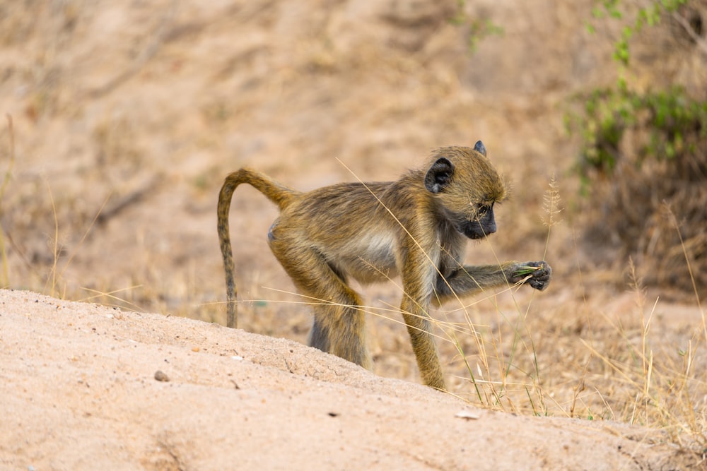 a small monkey standing on its hind legs