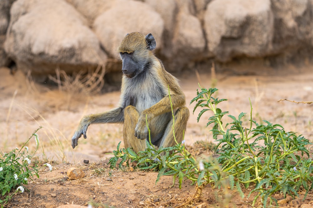 a monkey sitting on the ground in front of some rocks