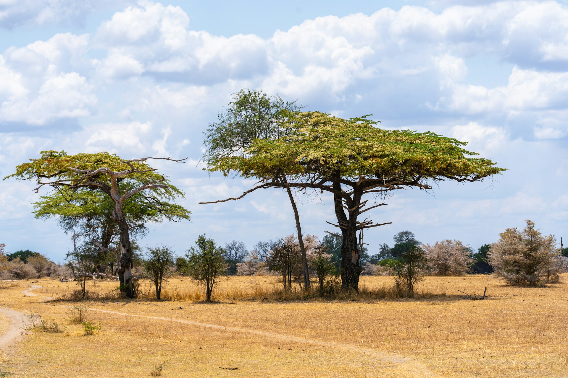 Classic Tanzania (& Zanzibar option)