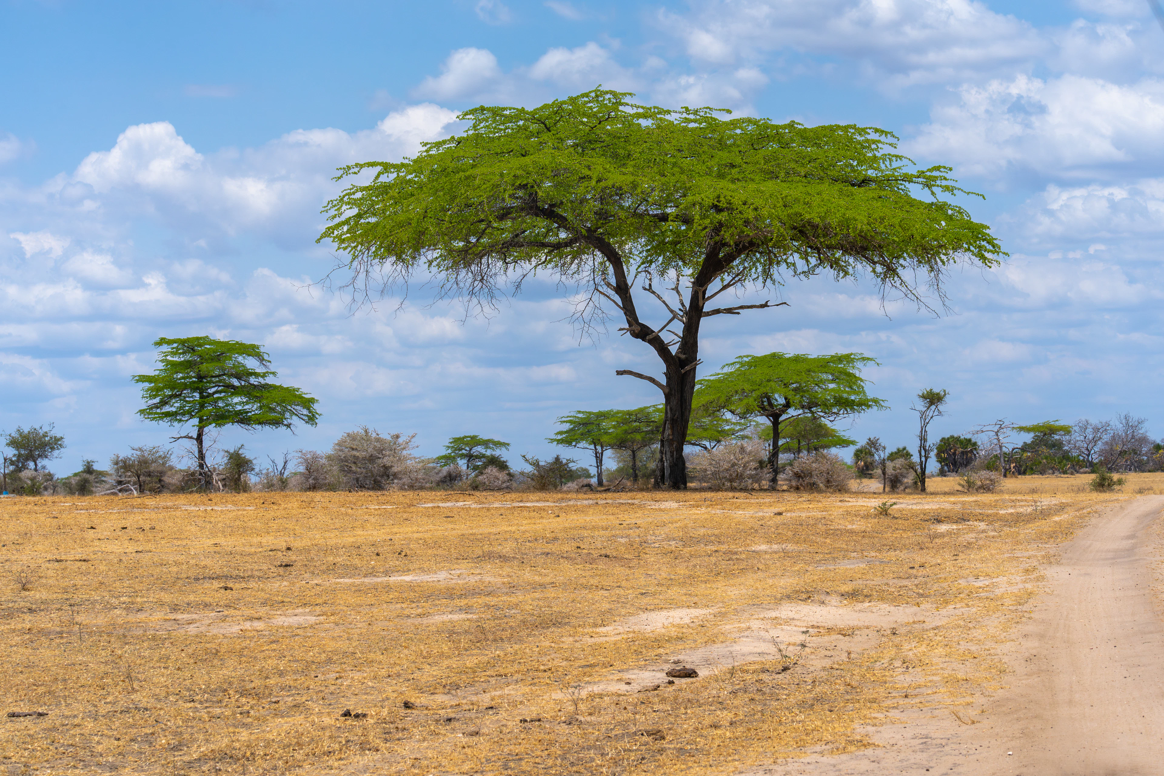 A sandy track past a spreading acacia in dry savannah, Nyerere National Park, Tanzania