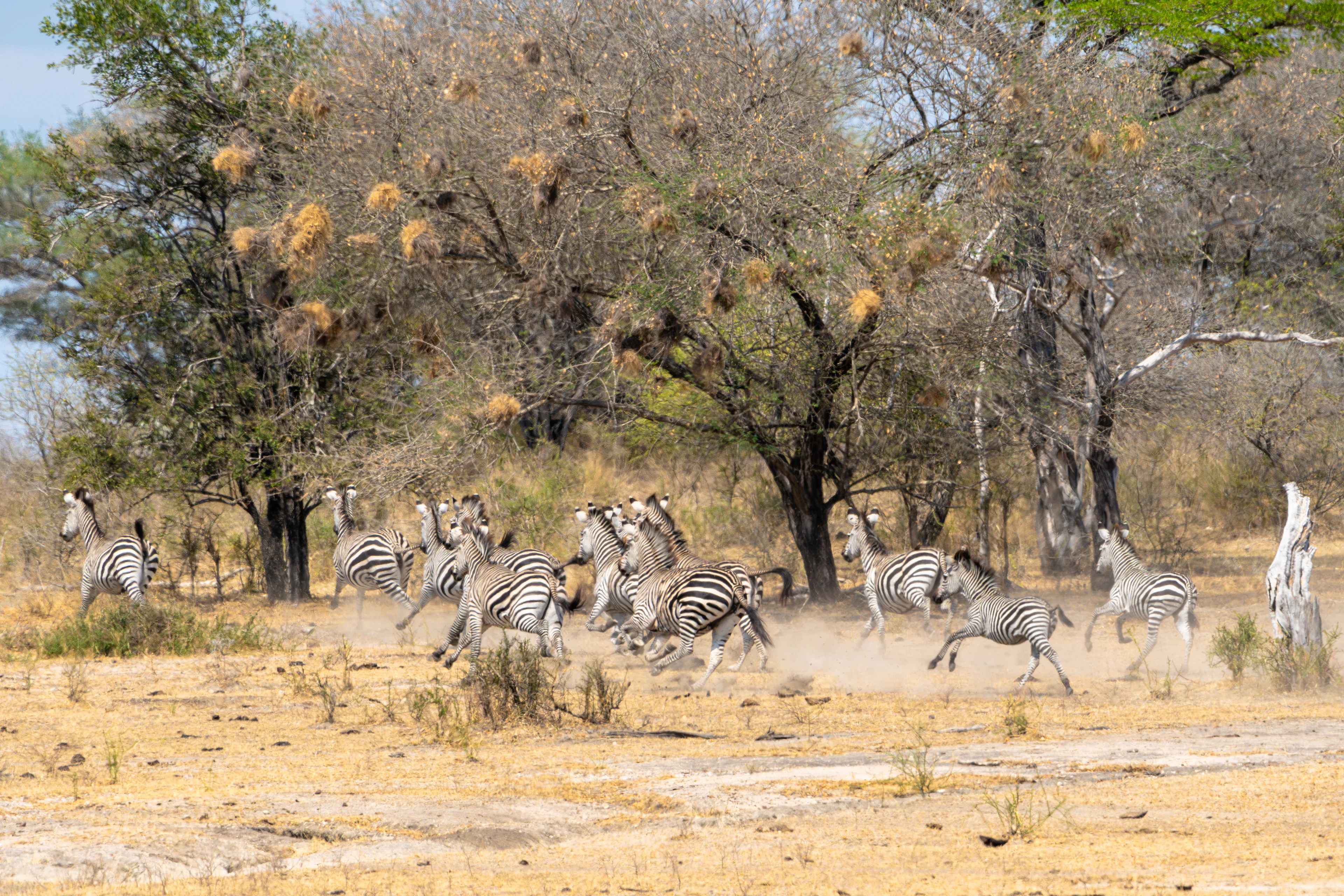 A herd of zebra running through dry wooded savannah in Nyerere National Park
