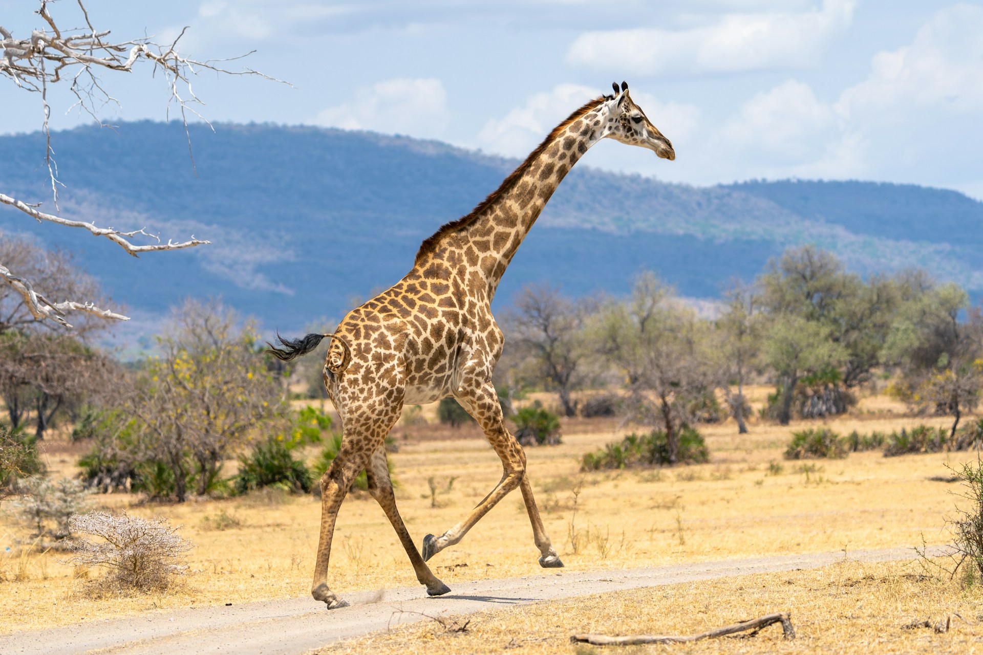 a giraffe is walking across a dirt road