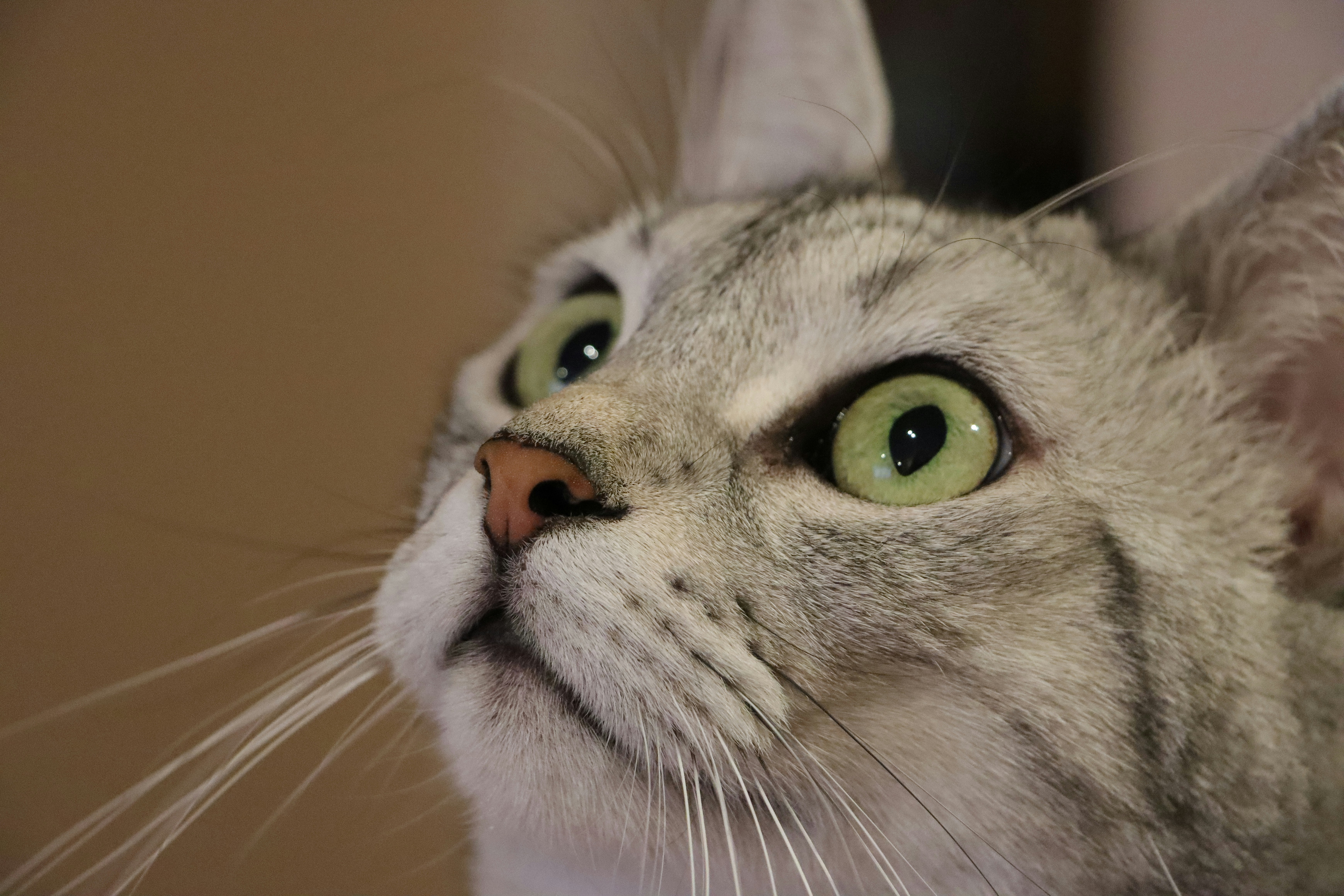 The Science Behind Those Sleepy Eyes (image credits: unsplash)