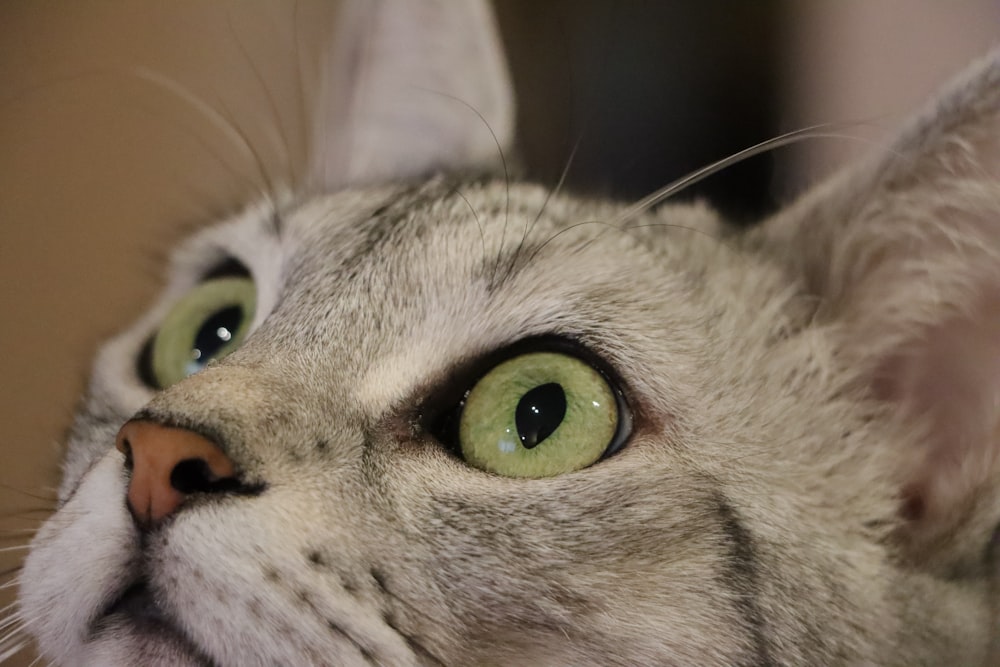 a close up of a cat with green eyes