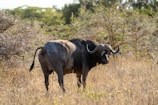 A majestic buffalo standing proud beside a calm water trough on the farm.
