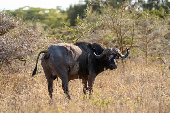 A large buffalo stands in a dry, grassy field, surrounded by sparse bushes and trees. The buffalo has curved horns and a sturdy build, looking directly at the camera. The background shows a mixture of brown and green tones, indicating a natural, wild habitat.