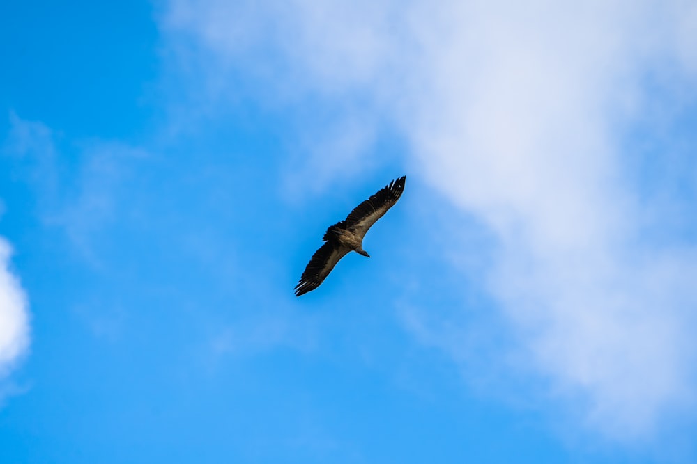 a large bird flying through a blue sky