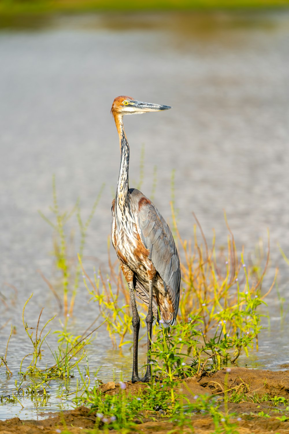 a bird with a long neck standing in the water