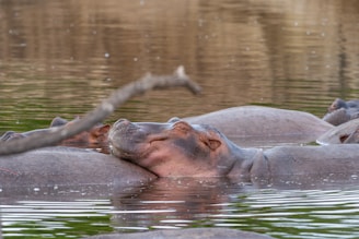 A group of hippopotamuses are partially submerged in water, with one hippo resting its head on another. The water is calm and reflective, creating a serene environment. A branch is visible in the foreground, slightly out of focus.