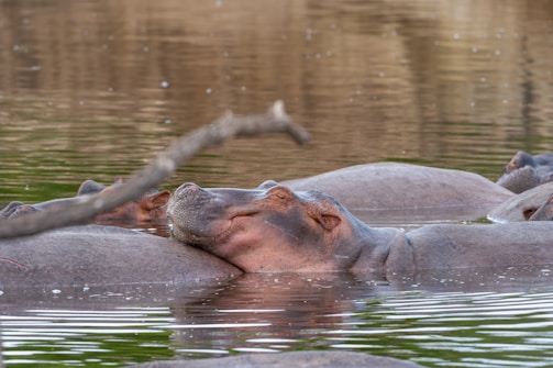 A group of hippopotamuses are partially submerged in water, with one hippo resting its head on another. The water is calm and reflective, creating a serene environment. A branch is visible in the foreground, slightly out of focus.