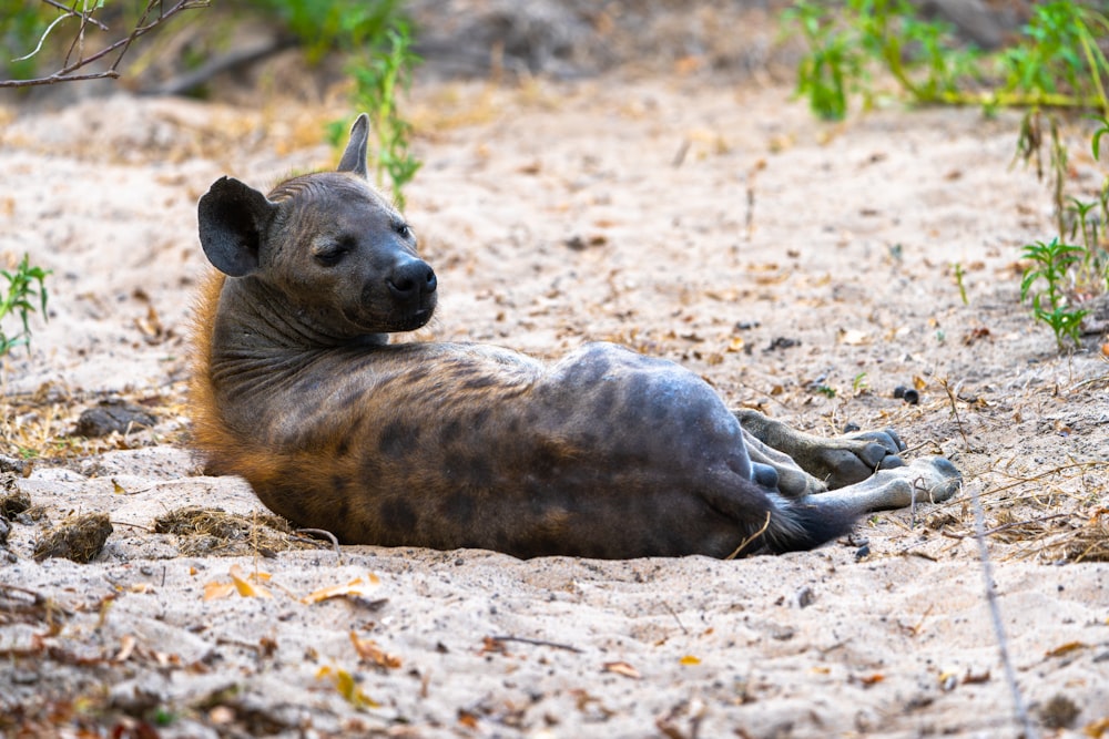 a hyena laying down in the dirt