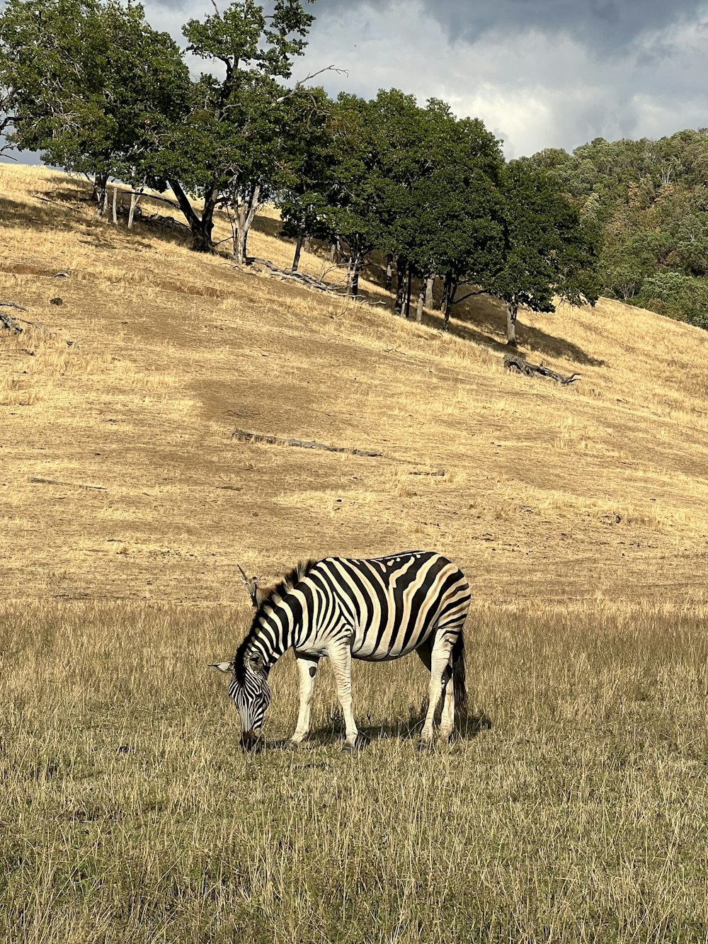 uma zebra pastando em um campo com árvores ao fundo