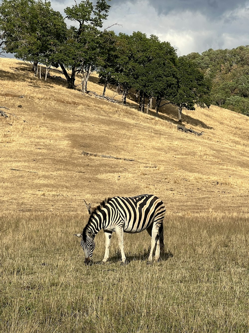 un zèbre broutant dans un champ avec des arbres en arrière-plan