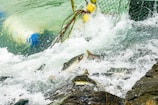 A group of salmon make their way upstream through turbulent, foamy water near a rocky surface. A fishing net with yellow buoys is partially submerged in the water, implying an ongoing fishing activity.