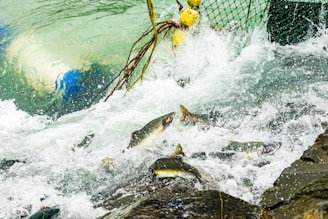 A group of salmon make their way upstream through turbulent, foamy water near a rocky surface. A fishing net with yellow buoys is partially submerged in the water, implying an ongoing fishing activity.