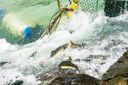 A group of salmon make their way upstream through turbulent, foamy water near a rocky surface. A fishing net with yellow buoys is partially submerged in the water, implying an ongoing fishing activity.