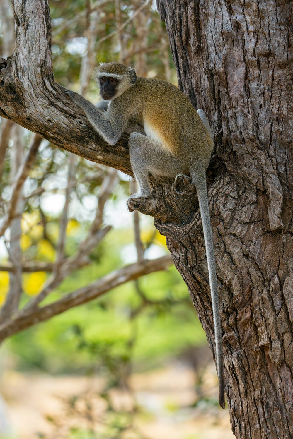 a monkey is climbing up a tree branch