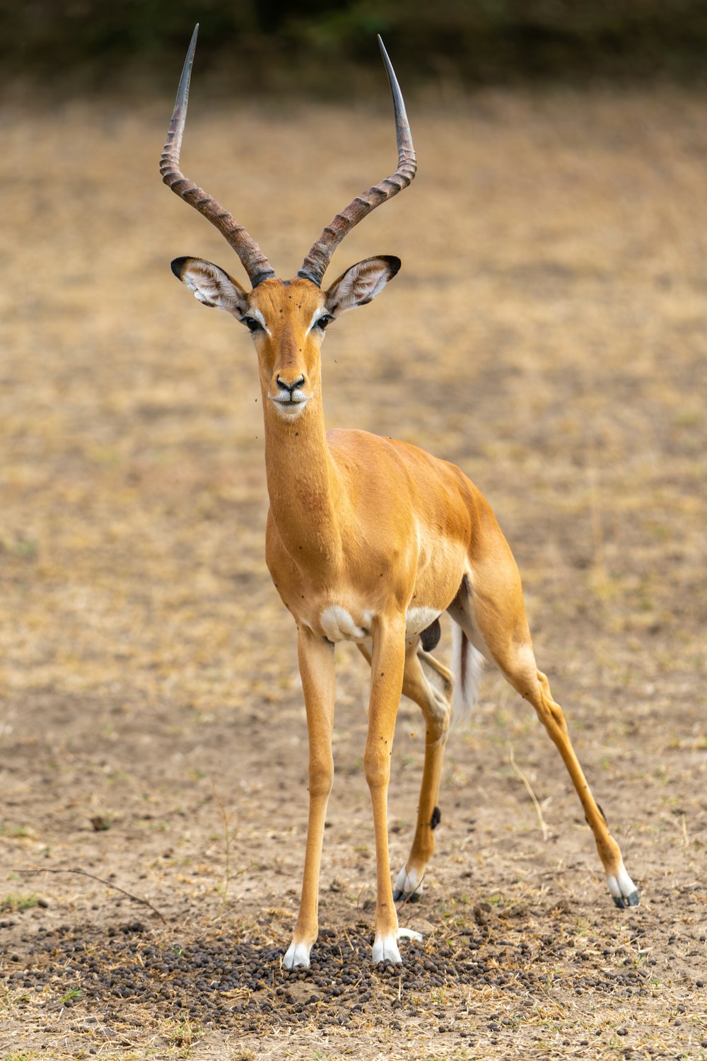 a gazelle standing in the middle of a field