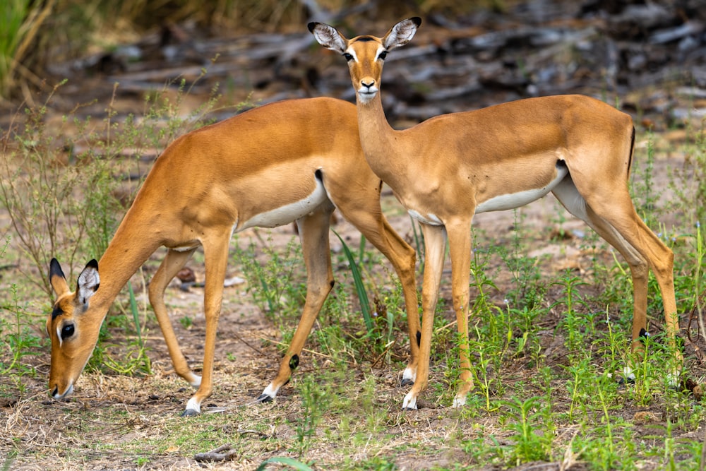 a couple of deer standing on top of a grass covered field