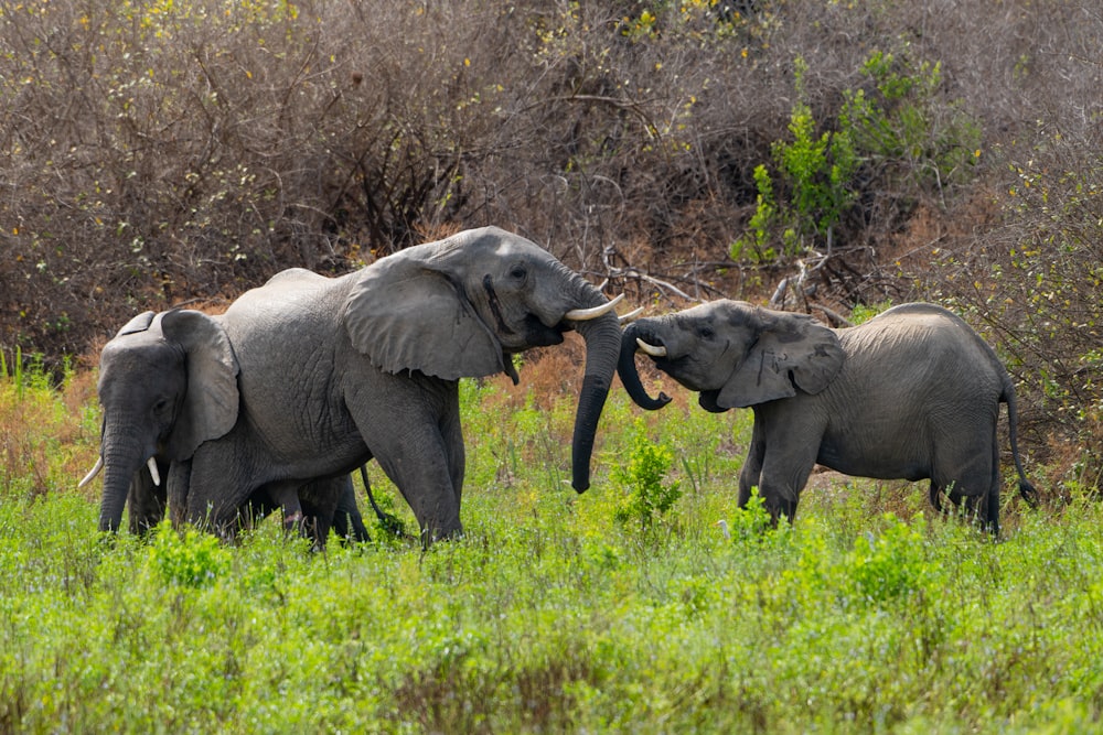 three elephants are standing in a grassy field