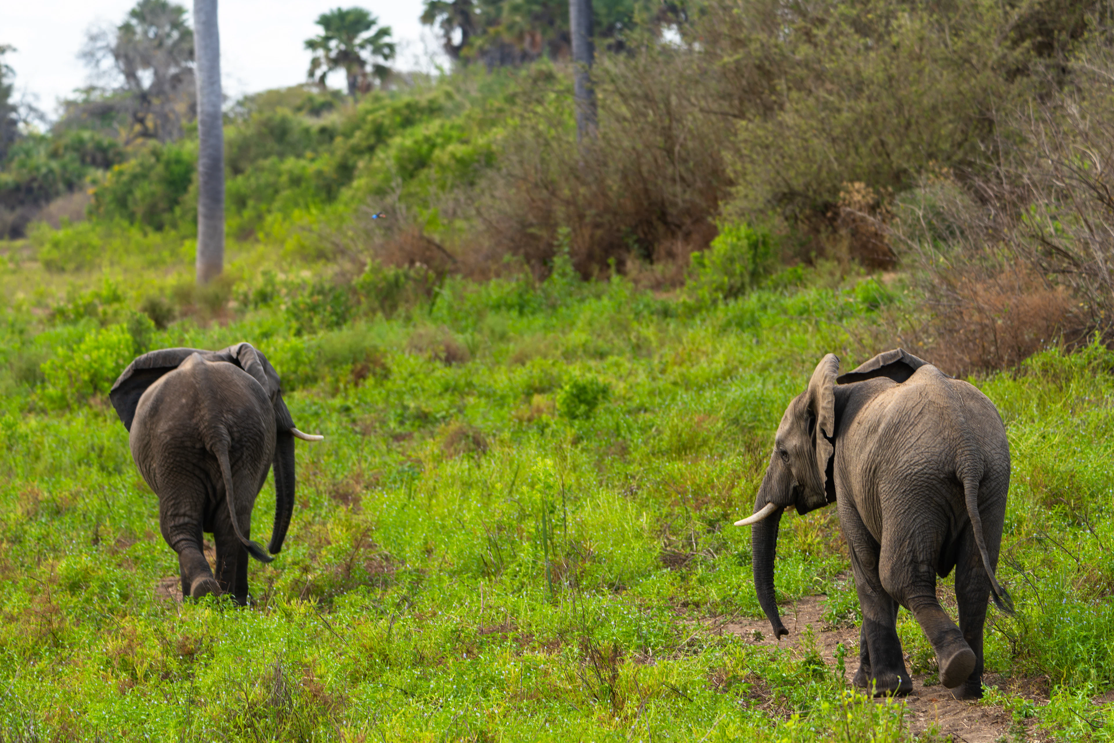 Two elephants walking away through green grass towards the palms in Nyerere National Park, Tanzania