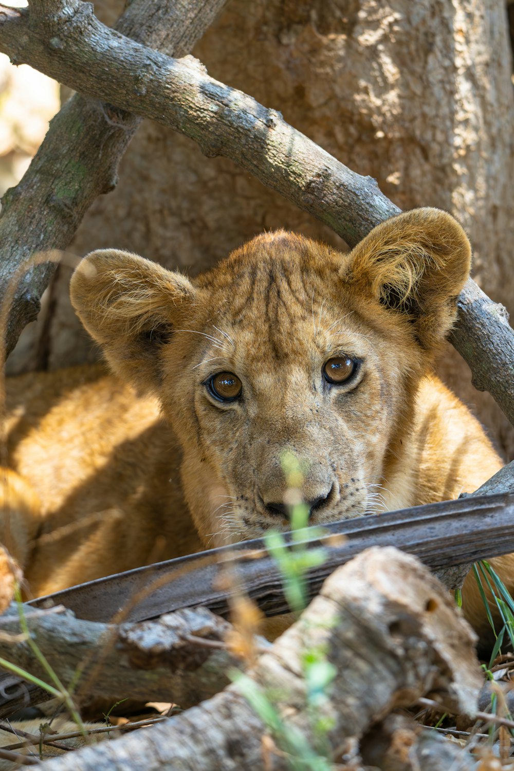 a young lion cub looking at the camera