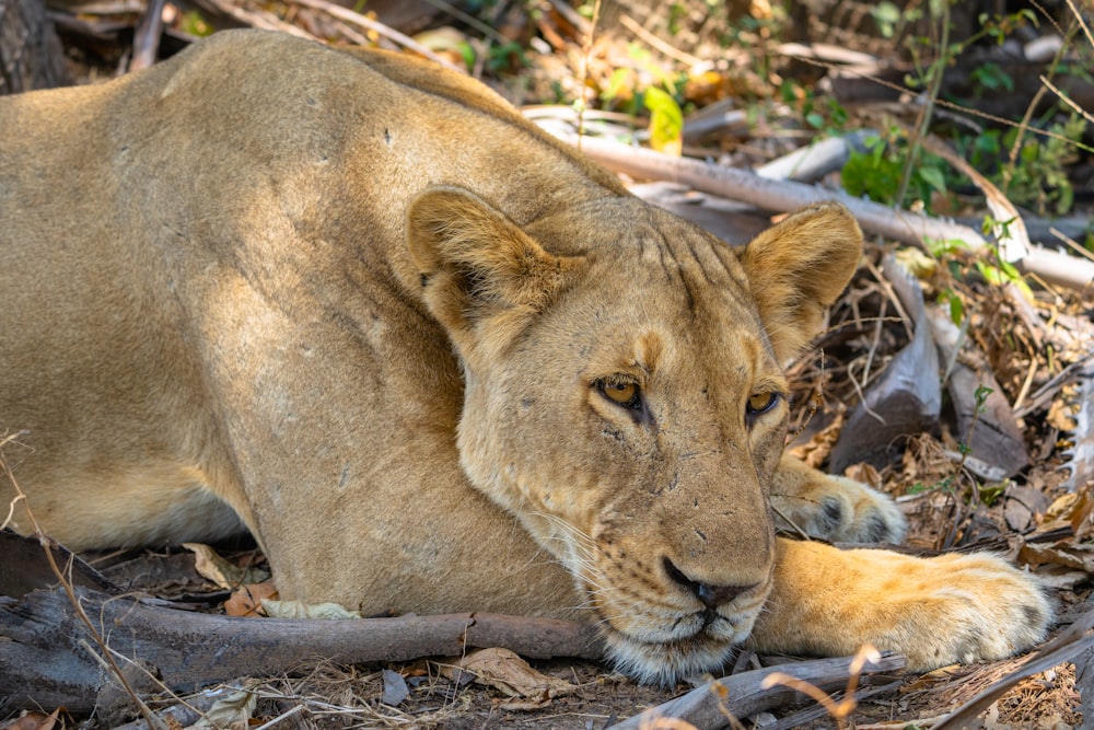 a lion laying on the ground in the woods