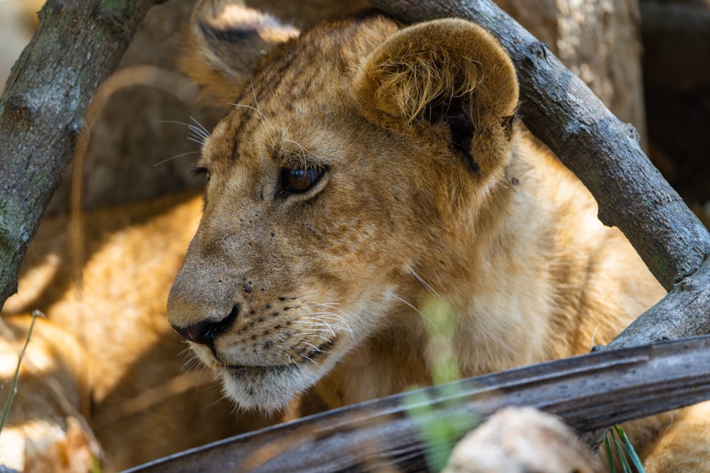 a close up of a lion near a tree