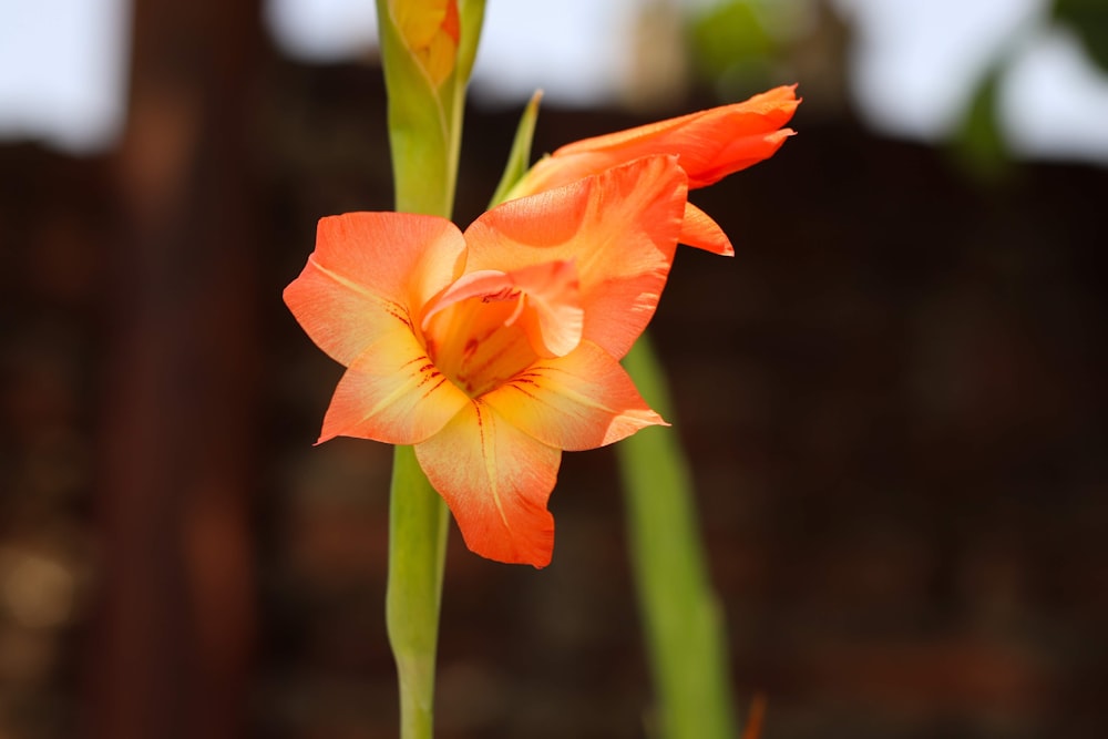 a close up of a flower with a blurry background