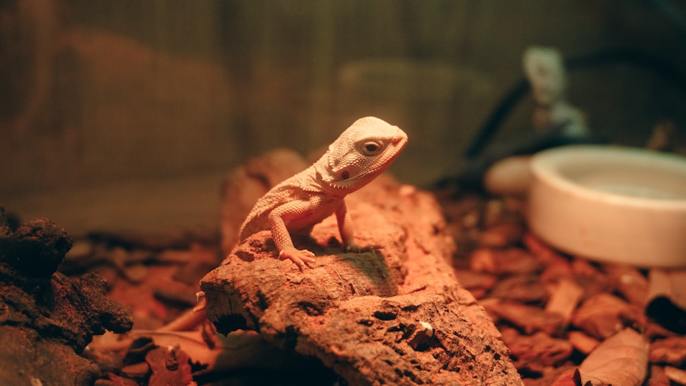 a small lizard sitting on top of a rock